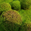 Thumbnail of related posts 105